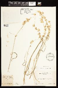 Thumbnail image of current specimen