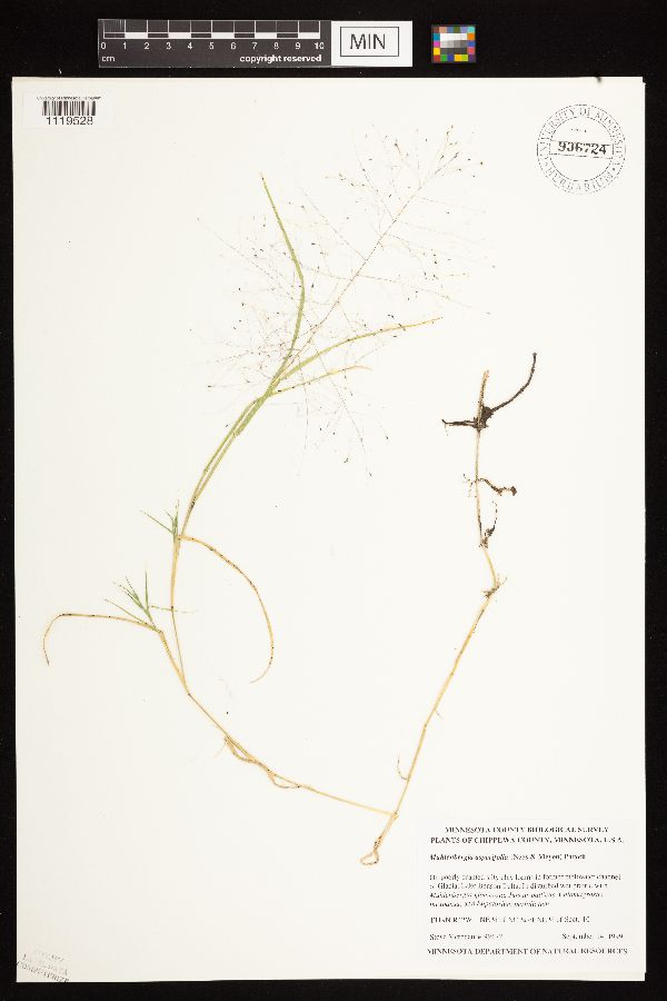 Muhlenbergia asperifolia image