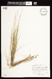 Muhlenbergia cuspidata image