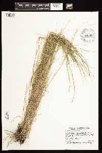 Muhlenbergia cuspidata image