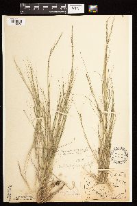 Muhlenbergia cuspidata image