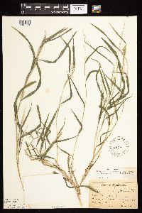 Muhlenbergia frondosa image