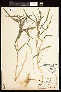 Muhlenbergia frondosa image