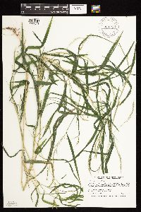 Muhlenbergia frondosa image