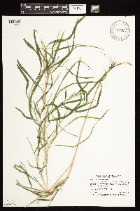 Muhlenbergia frondosa image