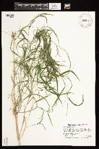 Muhlenbergia frondosa image