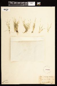 Muhlenbergia filiformis image