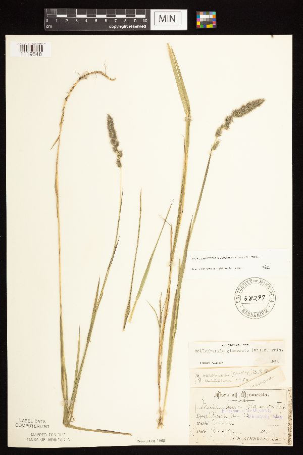 Muhlenbergia glomerata image