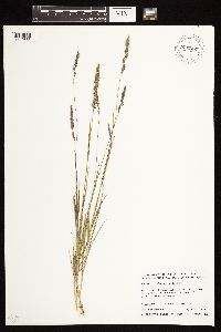 Muhlenbergia glomerata image