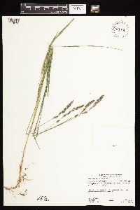 Muhlenbergia glomerata image