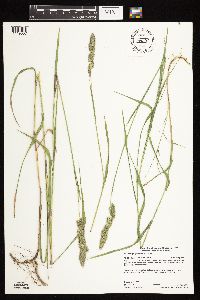 Muhlenbergia glomerata image