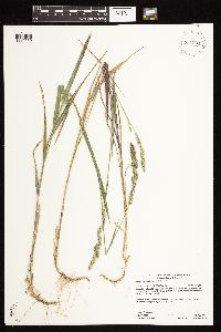 Muhlenbergia glomerata image