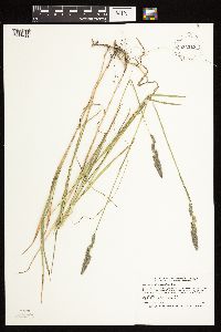 Muhlenbergia glomerata image