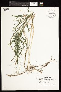 Muhlenbergia mexicana image