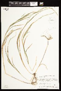 Muhlenbergia mexicana image