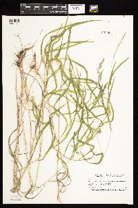 Muhlenbergia mexicana image