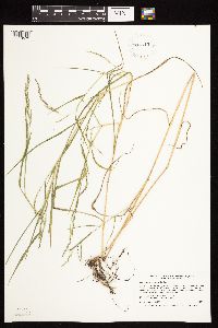 Muhlenbergia mexicana image