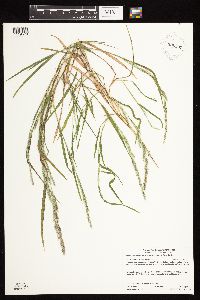 Media resource of Muhlenbergia mexicana