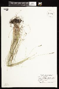 Muhlenbergia richardsonis image