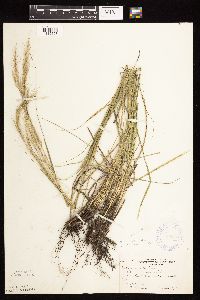 Nassella viridula image