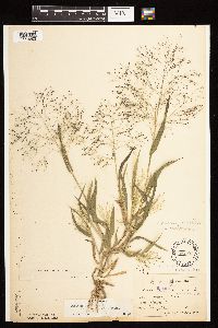 Panicum capillare image