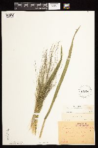 Panicum capillare image