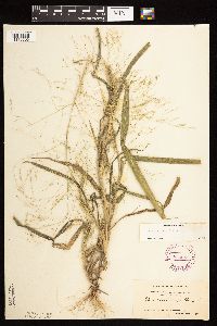 Panicum capillare image