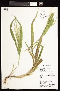 Panicum capillare image