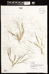 Panicum capillare image