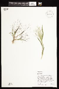 Panicum capillare image