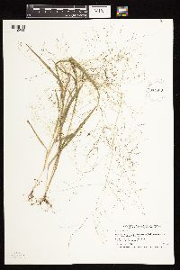 Panicum capillare image