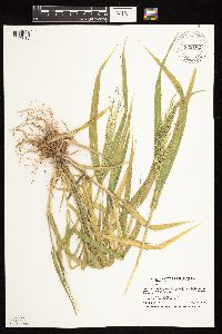 Panicum capillare subsp. capillare image