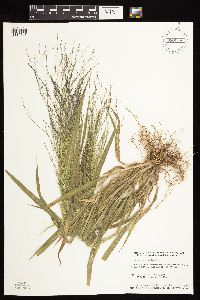 Panicum capillare subsp. capillare image
