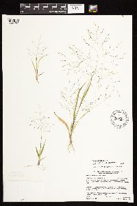 Panicum capillare image