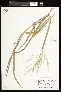 Panicum dichotomiflorum image