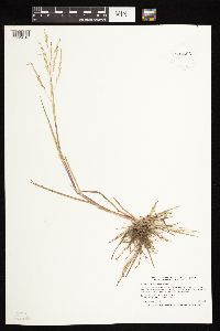 Panicum dichotomiflorum image