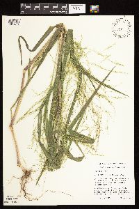 Panicum dichotomiflorum image