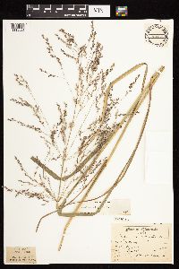 Panicum virgatum image