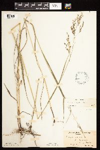 Panicum virgatum image