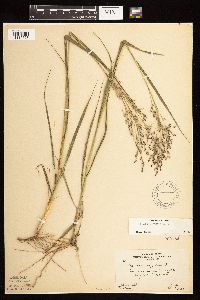 Panicum virgatum image