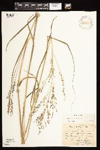 Panicum virgatum image