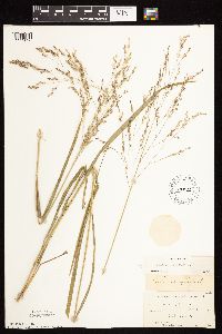 Panicum virgatum image