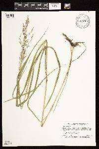 Panicum virgatum image