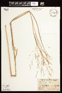 Panicum virgatum image