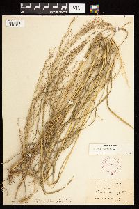 Panicum virgatum image