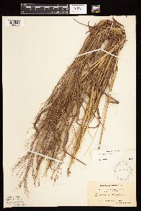 Panicum virgatum image