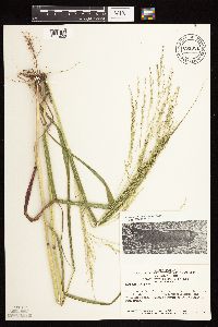 Panicum virgatum image