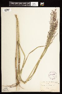 Panicum virgatum image