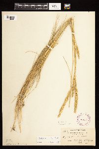 Pascopyrum smithii image