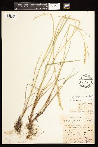 Pascopyrum smithii image